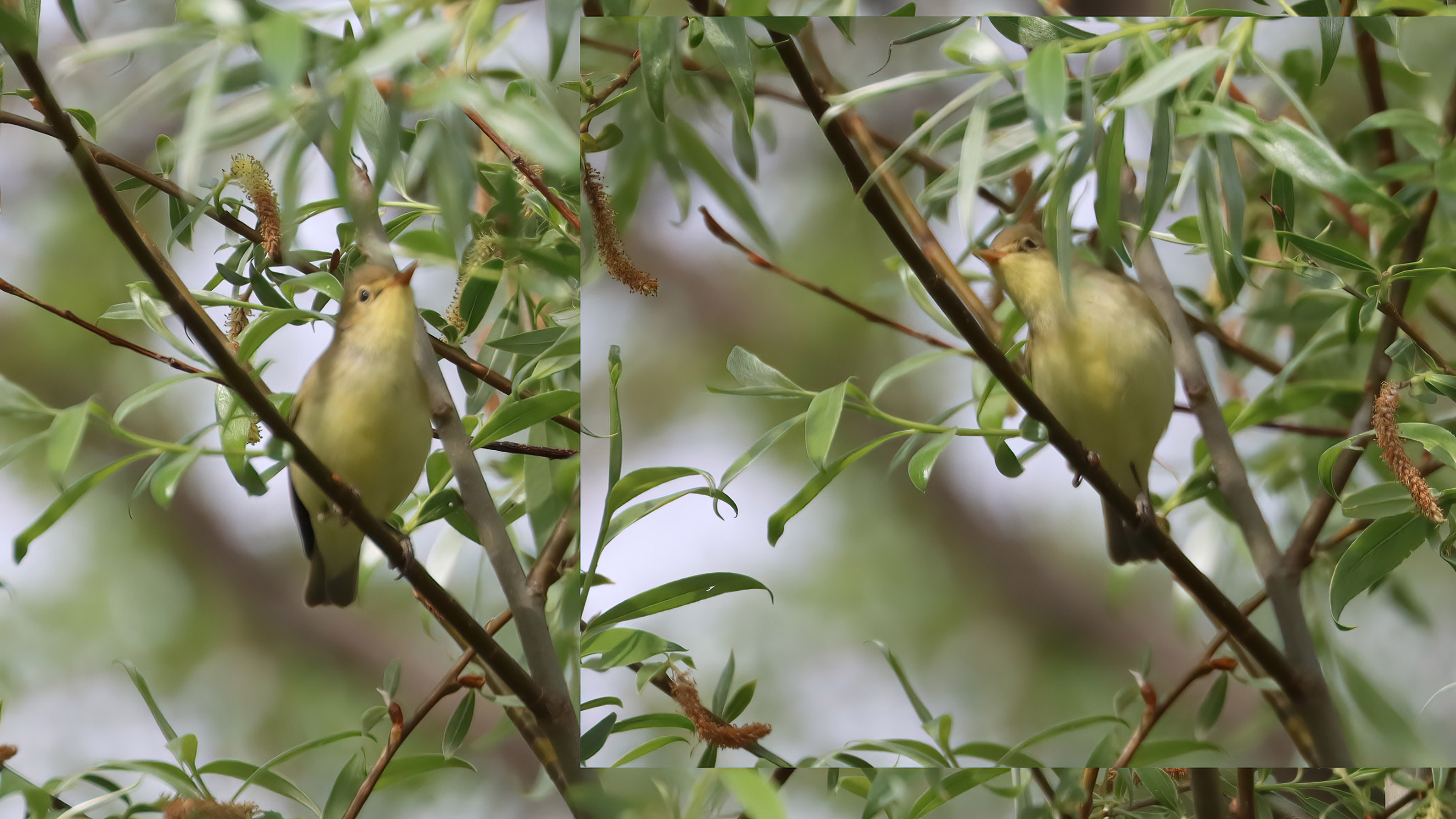 Icterine Warbler